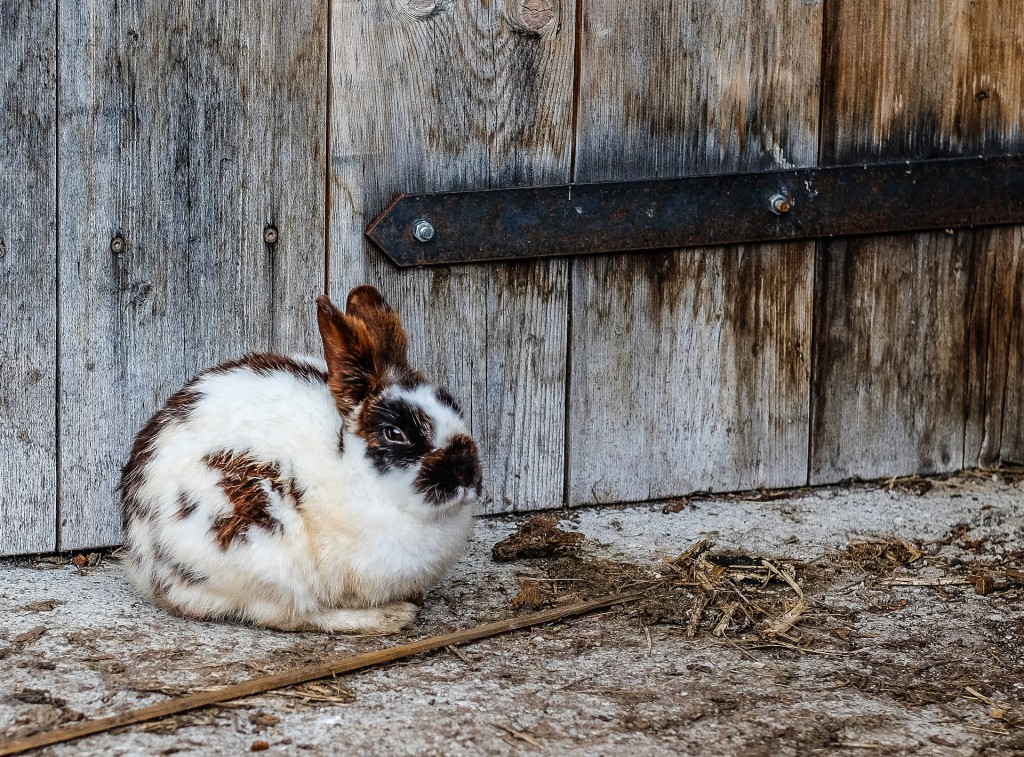 Keeping Outdoor Rabbits Safe in Cold Weather