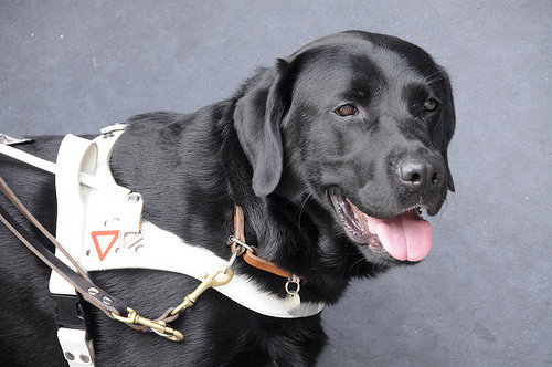 What it takes to become a Hearing Dog