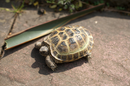 Helping Your Tortoise To Hibernate