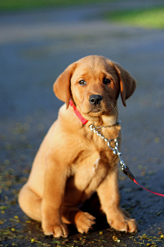 Can I Walk My Puppy Before They Are Vaccinated ?