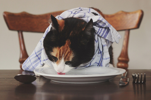 cat eating dinner