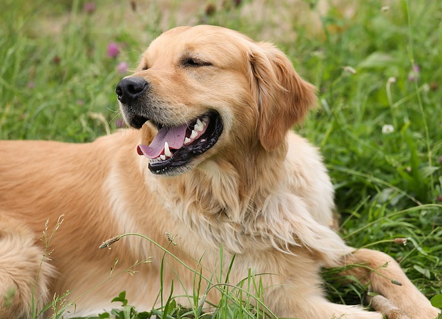 The Dangers of Grass Seed for Your Dog