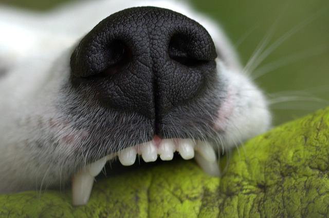Does your dog have bad breath What causes it and how you can help