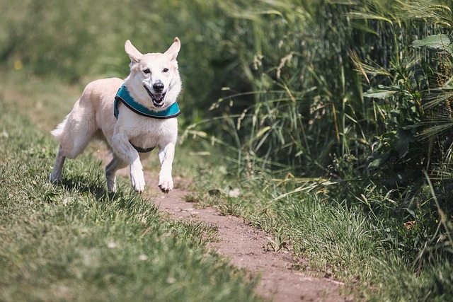 What to Remember When Walking Your Dog Off the Lead