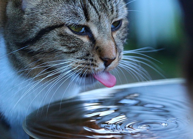 How To Ensure Your Cat Drinks Enough Water