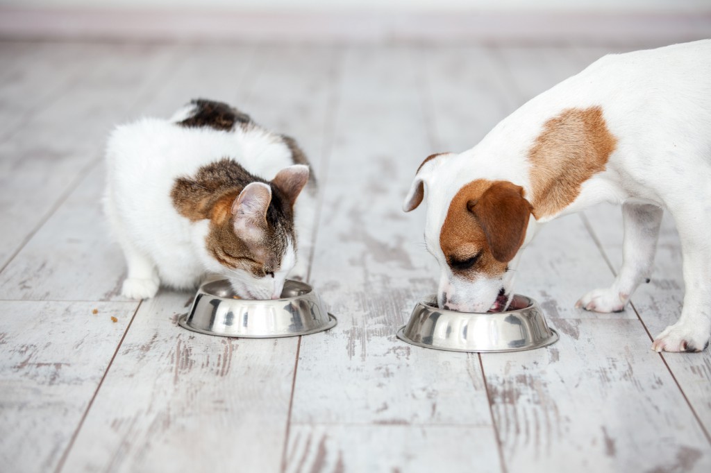 TYour essential guide to keeping your pet a healthy weight