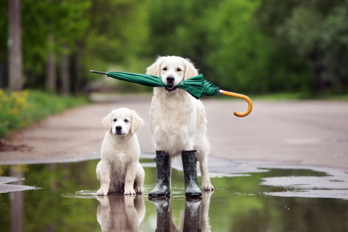 Tips for Wet Weather Dog Walks