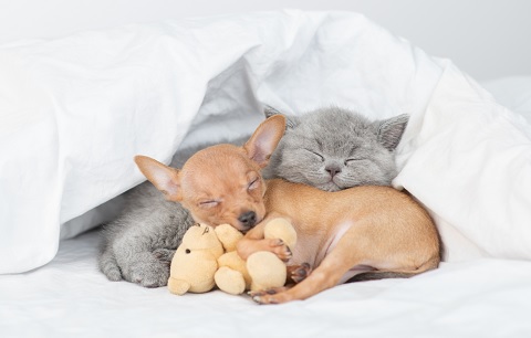 puppy & kitten sleeping