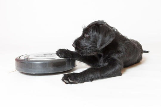 Calming solutions for your puppy