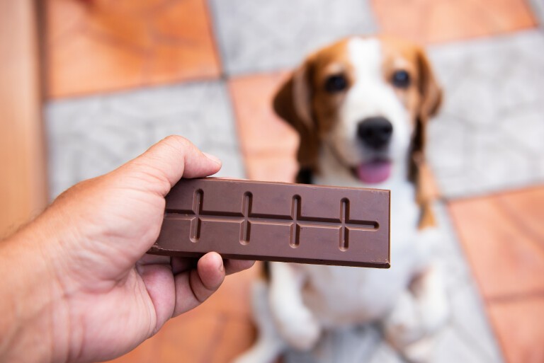 Chocolate dangers for dogs
