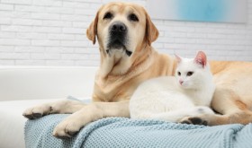 Common ear and eye problems in cats and dogs