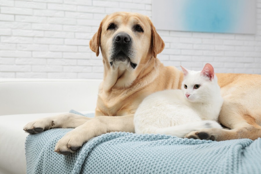Common ear & eye problems in cats & dogs