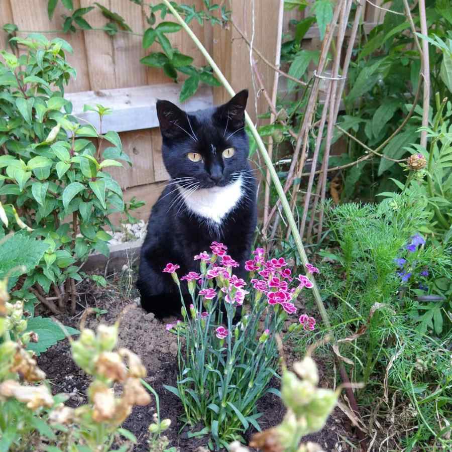 Animed-Direct-cat-in-the-garden