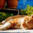 Heatstroke in Cats: Spotting the Signs and How to Cool Them
