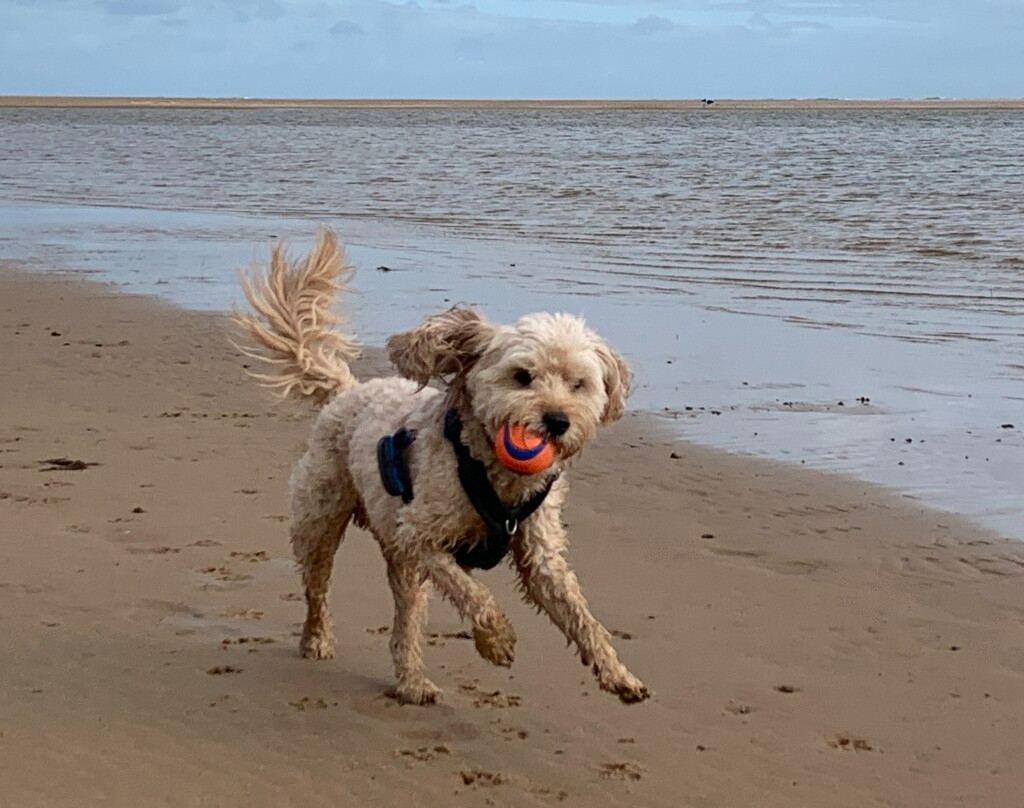 Jasper running on beach
