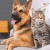 Common skin conditions in cats and dogs