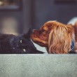 Symptoms of Diabetes in Dogs and Cats