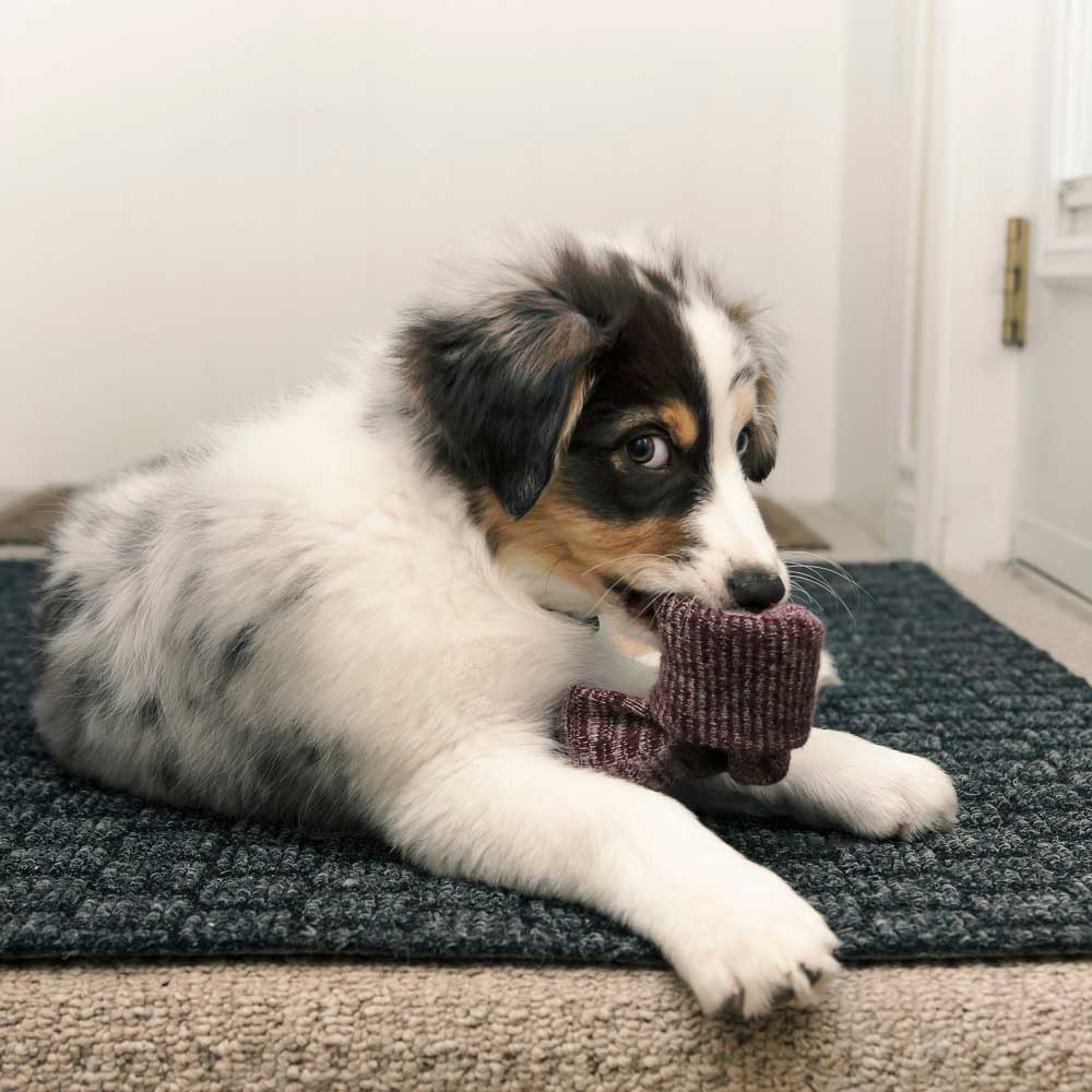 puppy-chewing-sock