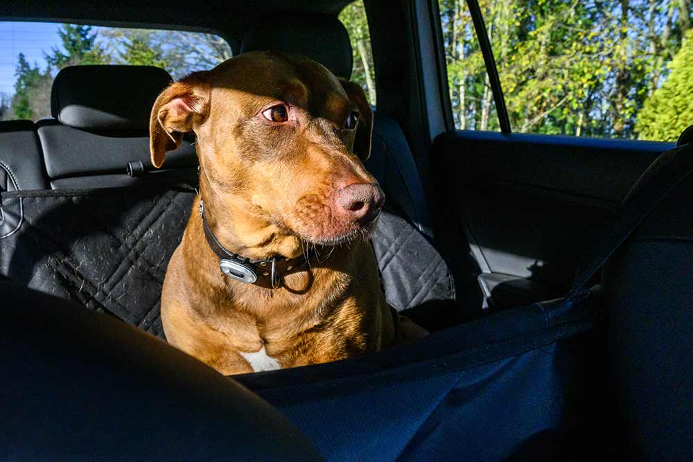 how to help travel sickness in dogs