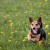 Hay Fever in Dogs: Symptoms and Treatment