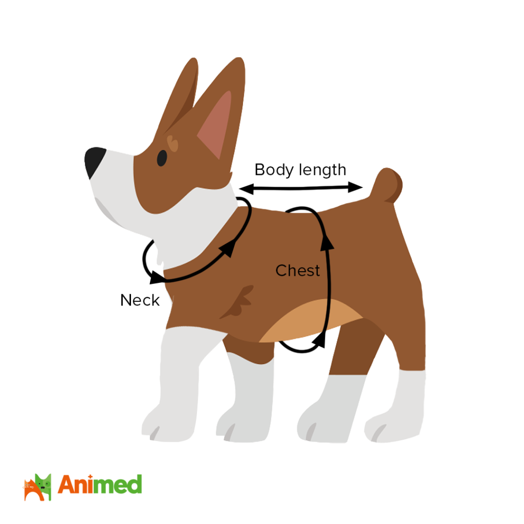 How to measure a dog for a coat