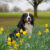 Spring Plants that are Toxic to Dogs – and Other Spring Hazards