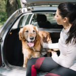 Can You Leave a Dog in a Car?