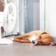 Heatstroke in Dogs: Spotting the Signs and How to Cool Them