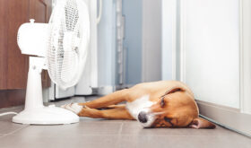 Heatstroke in Dogs: Spotting the Signs and How to Cool Them
